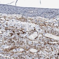 Anti-ELN antibody produced in rabbit