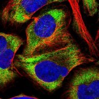 Anti-ELOF1 antibody produced in rabbit