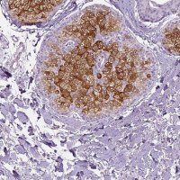 Anti-ELOVL3 antibody produced in rabbit 