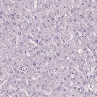 Anti-ELOVL3 antibody produced in rabbit 