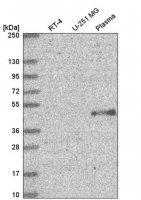 Anti-ELOVL5 antibody produced in rabbit 