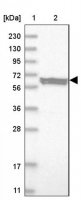 Anti-ELP3 antibody produced in rabbit 