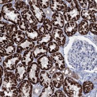 Anti-ELP4 antibody produced in rabbit HPA038572-100UL