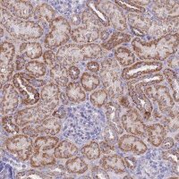Anti-EMC8 antibody produced in rabbit 