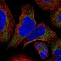 Anti-EMC8 antibody produced in rabbit 