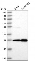 Anti-EMG1 antibody produced in rabbit HPA039304-100UL
