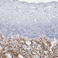 Anti-EMILIN1 antibody produced in rabbit 