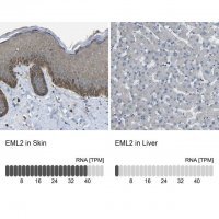 Anti-EML2 antibody produced in rabbit HPA012757-100UL