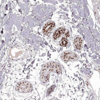 Anti-EN1 antibody produced in rabbit
