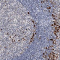 Anti-ENGASE antibody produced in rabbit 