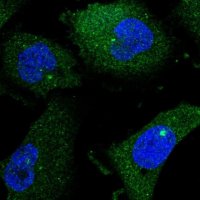 Anti-ENGASE antibody produced in rabbit 