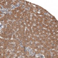 Anti-ENHO antibody produced in rabbit 