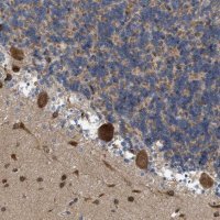 Anti-EOGT antibody produced in rabbit 