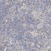Anti-EOMES antibody produced in rabbit