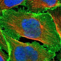 Anti-EPB41L2 antibody produced in rabbit 