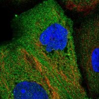 Anti-EPB41L4B antibody produced in rabbit 