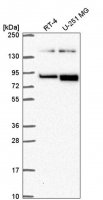 Anti-EPHB2 antibody produced in rabbit HPA071200-100UL