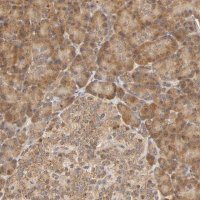 Anti-EPS8 antibody produced in rabbit