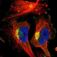 Anti-EPS8 antibody produced in rabbit