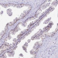 Anti-EPYC antibody produced in rabbit 