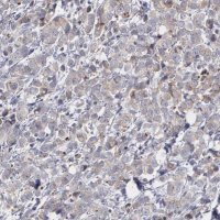 Anti-ERBB2 antibody produced in rabbit 