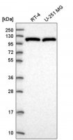 Anti-ERCC4 antibody produced in rabbit 
