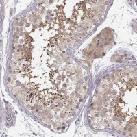 Anti-ERGIC2 antibody produced in rabbit