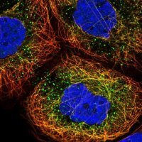 Anti-ERI1 antibody produced in rabbit 