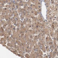 Anti-ERICH1 antibody produced in rabbit HPA003725-100UL