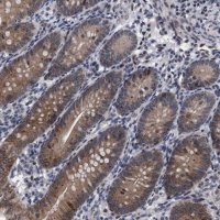 Anti-ERMP1 antibody produced in rabbit 