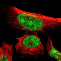 Anti-ERMP1 antibody produced in rabbit 