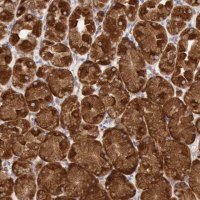 ANTI-ERP44 antibody produced in rabbit