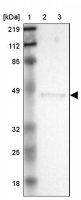 ANTI-ERP44 antibody produced in rabbit