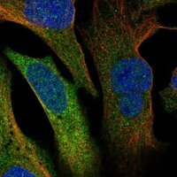 Anti-ERRFI1 antibody produced in rabbit 