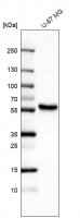 Anti-ERRFI1 antibody produced in rabbit 