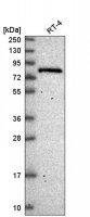 Anti-ESRP2 antibody produced in rabbit 