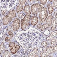 Anti-ESRRG antibody produced in rabbit