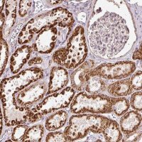 Anti-ETF1 antibody produced in rabbit 
