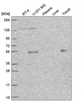 Anti-ETS1 antibody produced in rabbit