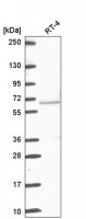 Anti-ETV5 antibody produced in rabbit