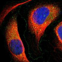 Anti-EVA1A antibody produced in rabbit 