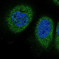 Anti-EVA1B antibody produced in rabbit