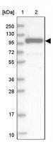 Anti-EXOC1 antibody produced in rabbit HPA037706-100UL
