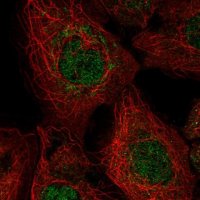 Anti-EXOC3 antibody produced in rabbit 