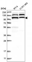 Anti-EXOC4 antibody produced in rabbit 
