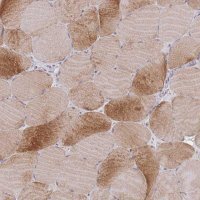 Anti-F8A1 antibody produced in rabbit