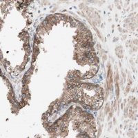 Anti-FAAH antibody produced in rabbit 