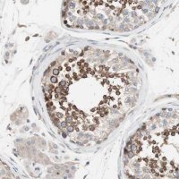 Anti-FAAH antibody produced in rabbit 
