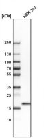 Anti-FAIM antibody produced in rabbit HPA052209-100UL