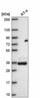 Anti-FAM110A antibody produced in rabbit 